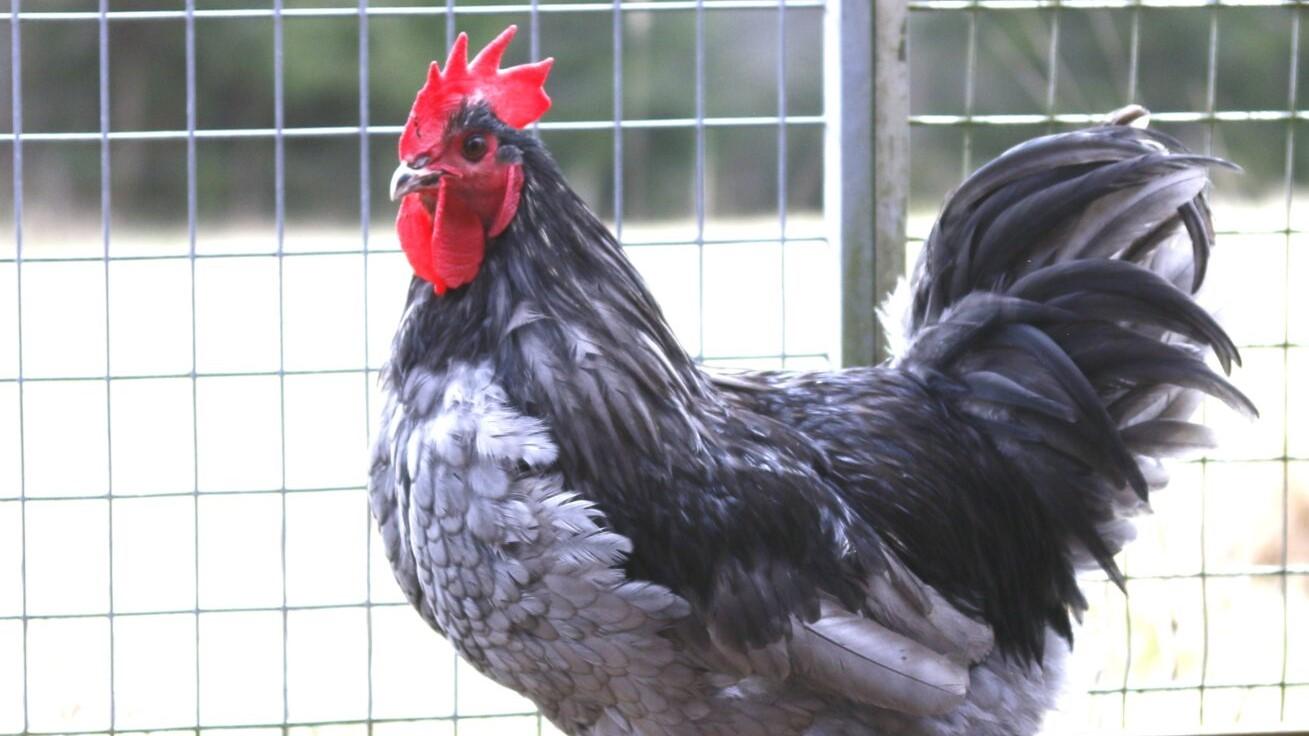 Australorp